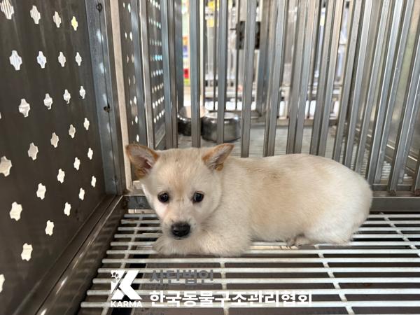 [개] 믹스견 경기-파주-2025-00418 유기동물 배경 이미지 입니다.